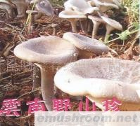 供应白灵菇,野生菌,ManBetX体育,