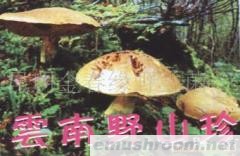 供应云南野山珍,野生菌,Manbetx体育手机版推荐A9版本,