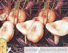 供应云谷之王，谷熟菌,野生菌,ManBetX体育