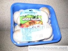 批发供应大量优质A级双孢菇