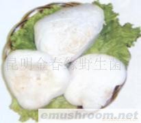 供应新鲜老人头菌,野生菌,Manbetx体育手机版推荐A9版本.