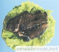 供应新鲜黑虎掌,ManBetX体育,野生菌