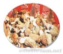 供应鲜ManBetX体育,野生菌,ManBetX体育,