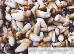 供应鲜松茸,速冻松茸,野生菌,ManBetX体育