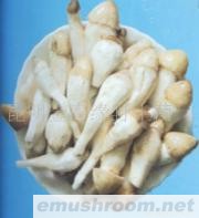 供应鲜鸡纵,野生菌,ManBetX体育