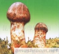 供应松茸,新鲜松茸,速冻松茸,野生菌,ManBetX体育,