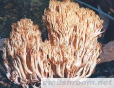 供应珊瑚菌,ManBetX体育,野生菌