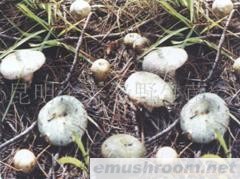 供应青头菌;野生菌,Manbetx体育手机版推荐A9版本,