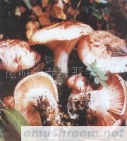 供应青杠菌,野生菌,Manbetx体育手机版推荐A9版本,