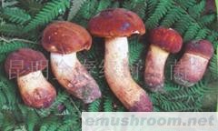 供应牛肝菌,黄牛肝菌,野生菌,Manbetx体育手机版V17版本发布.官网安卓网.香港,