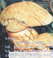 供应牛肝菌,野生菌,Manbetx体育手机版V17版本发布.官网安卓网.香港