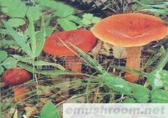 供应奶浆菌,野生菌,Manbetx体育手机版V17版本发布.官网安卓网.香港