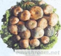 供应美味青头菌,野生菌,Manbetx体育手机版推荐A9版本.