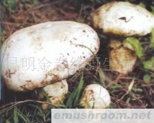 供应老人头菌,野生菌,Manbetx体育手机版推荐A9版本