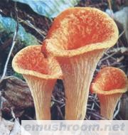 供应喇叭菌,野生菌,Manbetx体育手机版V17版本发布.官网安卓网.香港