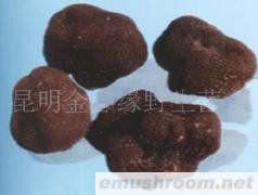 供应块菌,野生菌,Manbetx体育手机版V17版本发布.官网安卓网.香港