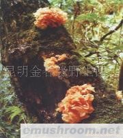 供应木耳,野生菌,ManBetX体育