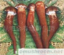 供应鸡纵,r鸡枞,ManBetX体育,野生菌