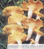 供应鸡油菌,野生菌.Manbetx体育手机版推荐A9版本