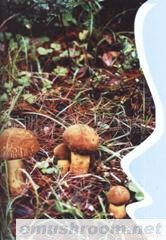 供应黄赖头，黄牛肝菌,野生菌,Manbetx体育手机版V17版本发布.官网安卓网.香港.