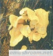 供应黄虎掌菌,野生菌,ManBetX体育