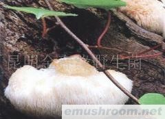 供应黄虎掌菌,野生菌,Manbetx体育手机版推荐A9版本,干虎掌菌,