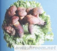 供应红葱牛肝菌,野生茵,Manbetx体育手机版推荐A9版本.