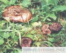 供应黑虎掌菌,野生菌,ManBetX体育