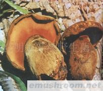 供应褐盖中肝菌，黑牛肝,野生菌,Manbetx体育手机版V17版本发布.官网安卓网.香港,