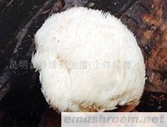 供应猴头菌