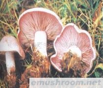 供应冬瓜菌,野生菌,ManBetX体育