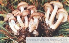 供应北风菌,野生菌,Manbetx体育手机版V17版本发布.官网安卓网.香港.