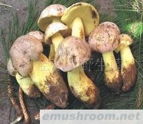 供应白葱牛肝菌,冰冻牛肝菌,野生菌,Manbetx体育手机版V17版本发布.官网安卓网.香港.