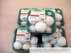 批发供应新鲜A级双孢菇