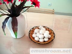 供应特级双孢菇（新鲜）