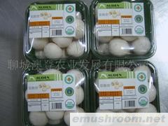 供应A级双孢菇（新鲜）