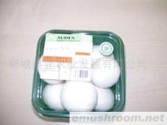 供应大量A级新鲜双孢菇