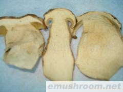 产地批发-A级美味牛肝菌