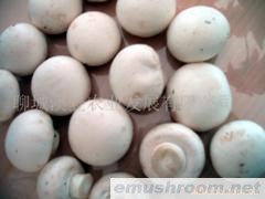 批发供应大量鲜菇（双孢菇）Manbetx体育手机版V17版本发布.官网安卓网.香港