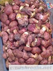 供应牛肝菌(t[),野生ManBetX体育,09年新鲜货上市