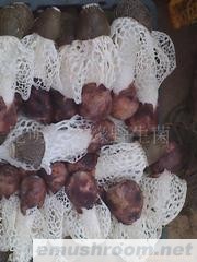 供应竹荪,野生菌,Manbetx体育手机版推荐A9版本