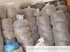 批发黑牛肝菌（小黑桃） 野生菌 牛肝菌 ManBetX体育