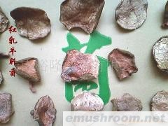 批发红乳牛肝菌 野生菌 牛肝菌 ManBetX体育