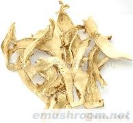 供应野生松茸(图)