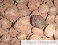 供应干块菌(图)