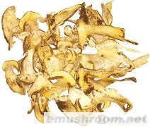 供应黄牛肝菌(图)