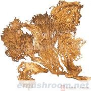 供应珊瑚菌(图)