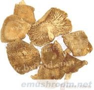 供应青头菌(图)