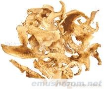 供应老人头(图)