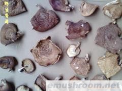 批发野生香菇 野生菌 牛肝菌 Manbetx体育手机版V17版本发布.官网安卓网.香港